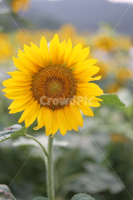 해바라기,가을,감성사진,감성,꽃,식물,자연,plants,nature,꽃,flower