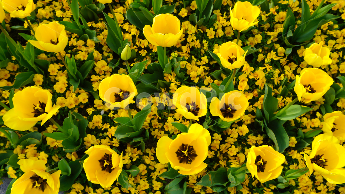 blossom,꽃,plant,노랑,튤립,flower,식물,자연,plants,nature,꽃,flower