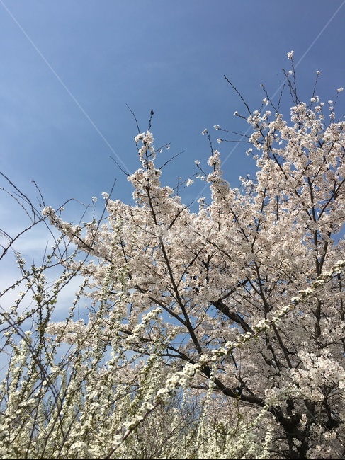 plant,식물,blossom,꽃,flower,spring,봄,봄,계절,spring,season