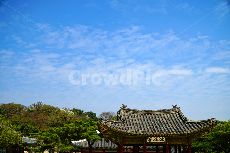 창경궁,하늘,봄,서울,한국,대한민국,korea,spring,changgyeonggungpalace,palace,changgyeonggung,seoul,cherryblossom,tree,자연,nature,식물,plants,한국적인,한국자연,한국풍경,경치,landscpae,4월,april,봄꽃,구름,sky,cloud,왕궁,궁전,궁궐,한옥,조선시대,조선왕조,역사,히스토리,문화,문화재,history,정원,건물,건축물,한국전통,전통,한국문화,한국문화재,culturalproperties,culturalassets,한국전통,한국문화,korean traditional,korean culture,건축물,건물외관,exterior,building,structure,architecture,construction
