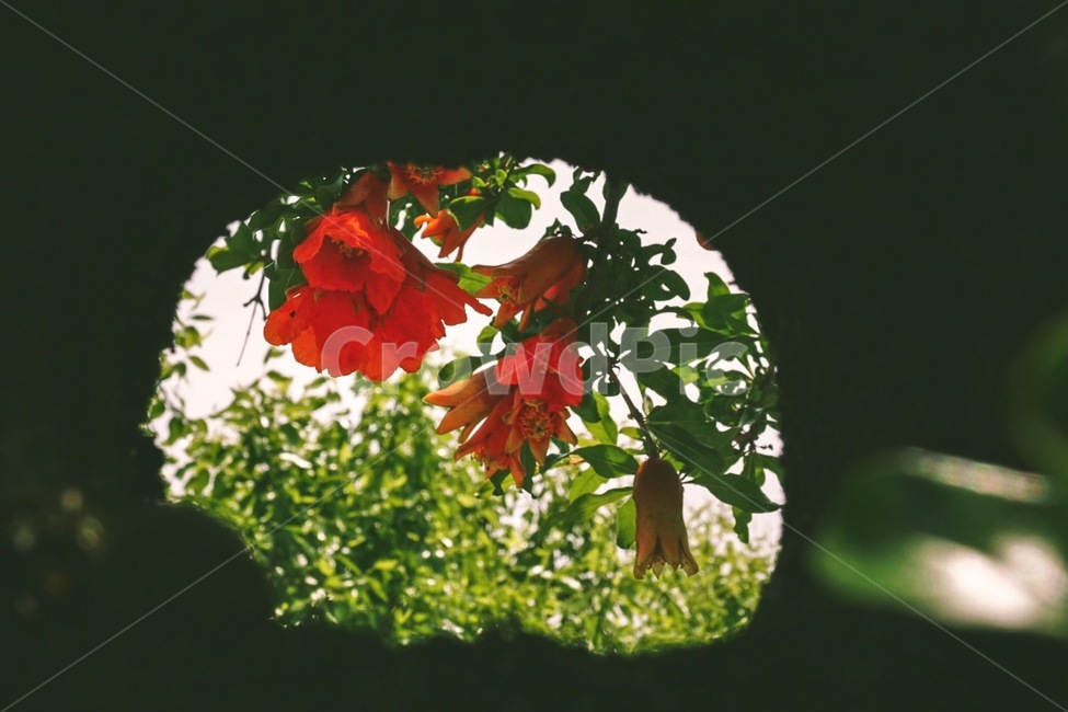 꽃,석류꽃,자연,동굴,풀,식물,자연,plants,nature,꽃,flower,감성,sensible,feeling