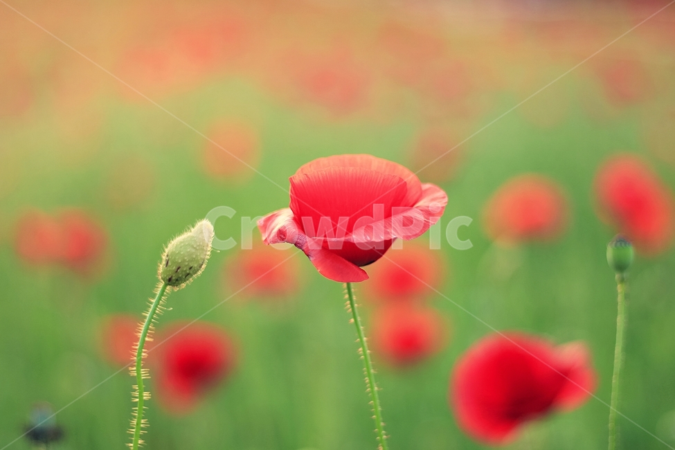 양귀비꽃,양귀비,papaversomniferium,꽃,flower,flowers,붉은꽃,redflower,6월꽃,6월의꽃,여름꽃,양귀비꽃밭,꽃밭,garden,flowergarden,flowerbed,꽃축제,6월꽃축제,올림픽공원,올림픽공원꽃축제,양귀비꽃축제,정원,공원,park,화단,식물,plant,plants,자연,nature,붉은색,예쁜꽃,beutiful,beutifulflower,식물,자연,plants,nature,꽃,flower