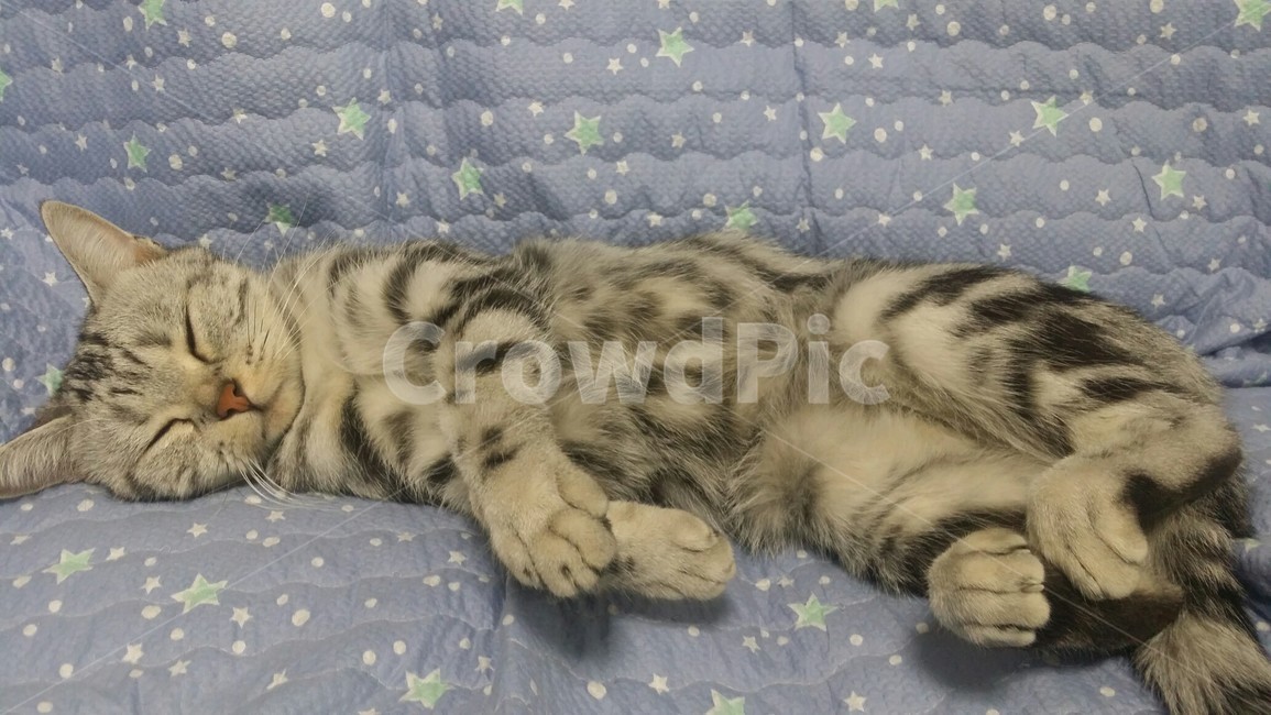 동물,고야이,애완동물,cat,pet