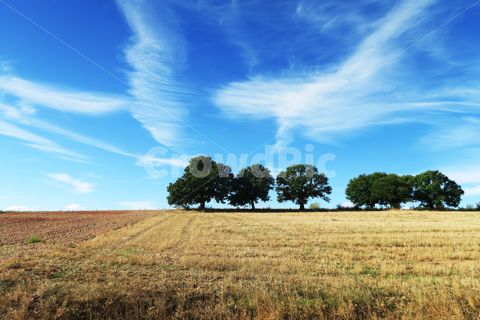 나무,tree,outdoors,옥외,grassland,field,들,목초지,스페인,spain,españa,산티아고순례길,순례길,산티아고,순례,pilgrim,peregrino,caminodesantiago,camino,순례자,nature,자연,길,road,way,dirtroad,흙길,풍경,landscape,아스토르가가는길,아스토르가,aastorga,toastorga