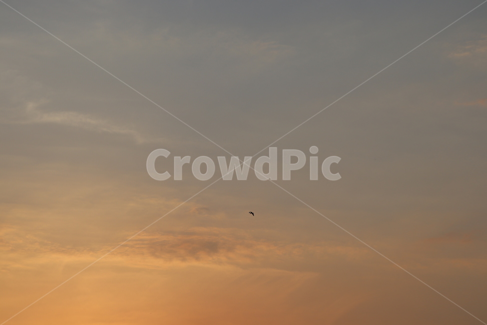 하늘,일몰,새,구름,비행,sky,sunset,자연,풍경,nature,landscape,outdoors,옥외,animal,동물,bird