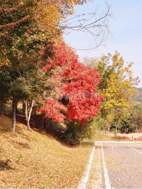 단풍,빨강,가을,나무,식물,maple,가을,계절,fall,autumn,season,식물,자연,plants,nature,나무,trees,wood