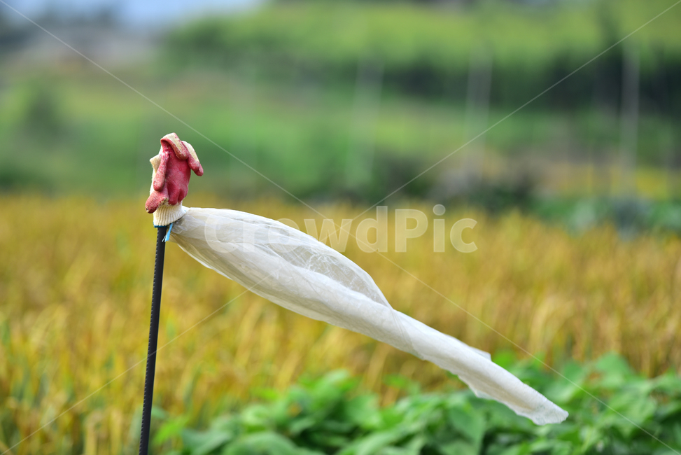 밭,밭농사,허수아비,농촌,장갑,비닐,농사,farming