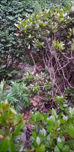 고양이,요정,숨은고양이,귀요미,동물
