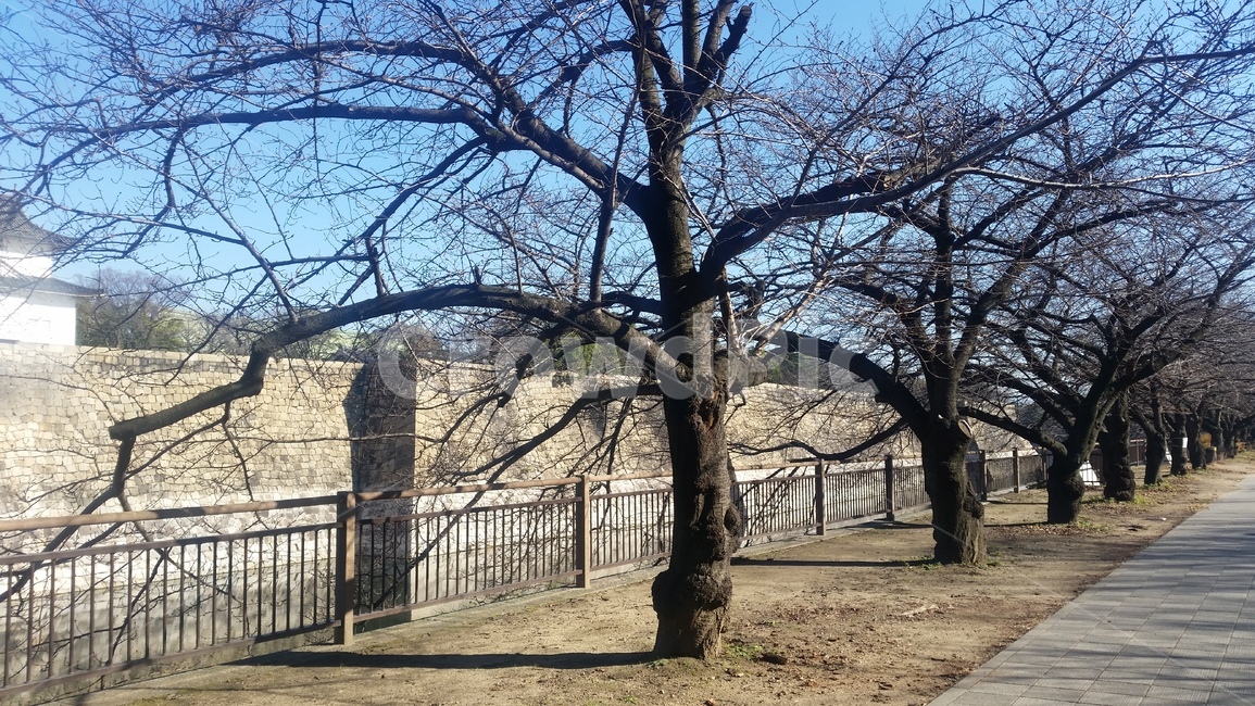 나무,공원,겨울,하늘,보도블럭,tree,park,winter,sky
