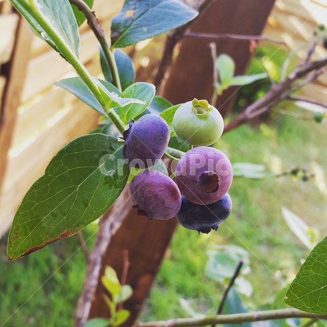 블루베리,열매,가드닝,베리,블루베리나무,식물,자연,plants,nature,과일,열매,fruit