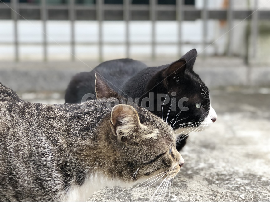 고양이,동물,길고양이,힐링,냥이,동물,animal,포유류,mammal,고양이,cat,kitten,kitty