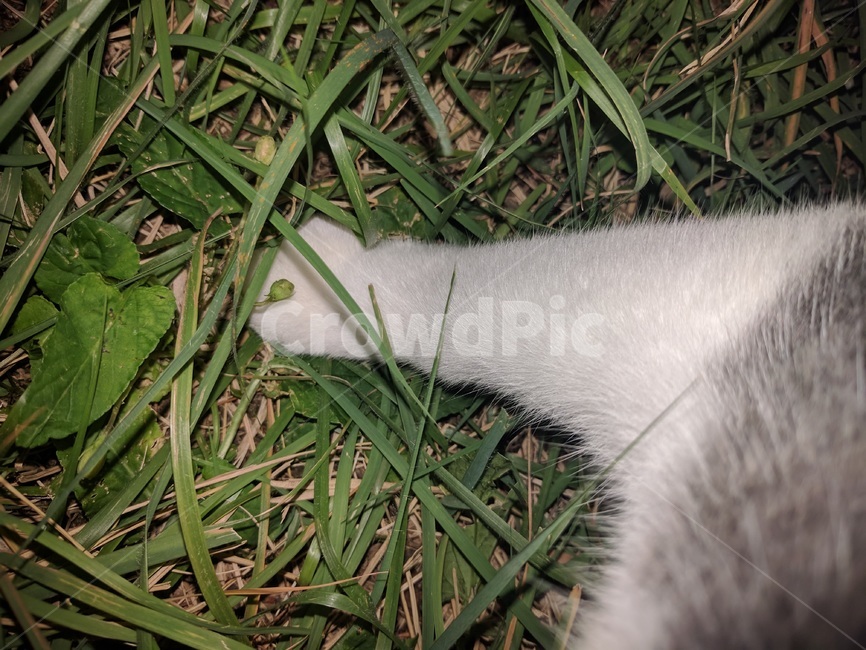 고양이,젤리,풀,숲,산책,잡초,고양이발바닥,발바닥,동물,animal,포유류,mammal,고양이,cat,kitten,kitty
