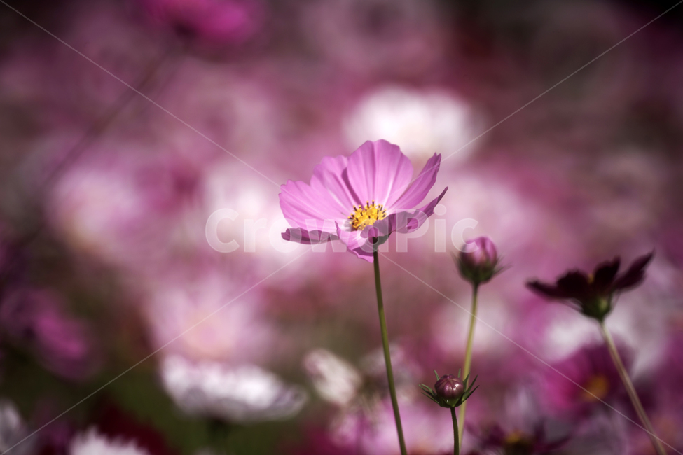 코스모스,꽃,식물,가을,계절,감성,자연,가을,계절,fall,autumn,season,식물,자연,plants,nature,꽃,flower,plant,blossom,petal,꽃잎,daisy,데이지,daisies