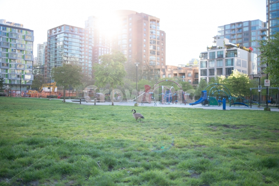 스냅,snap,풍경,landscape,여행,travel,자연,nature,공원,도시,풍경,city,landscape,동물,animal,조류,새,birds,놀이공원,놀이동산,놀이터,amusement park,playground,휴식,힐링,rest,relaxation,healing,grass,잔디,plant,식물,lawn,outdoors,옥외,park