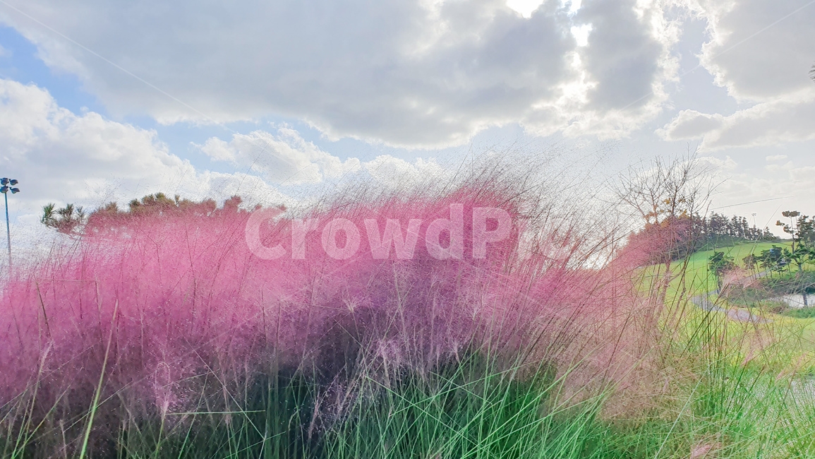 grass,잔디,plant,식물,핑크뮬리,뮬리,야외,outdoor,정원,green,pink,분홍,꽃,자연,풍경,자연,풍경,nature,landscape