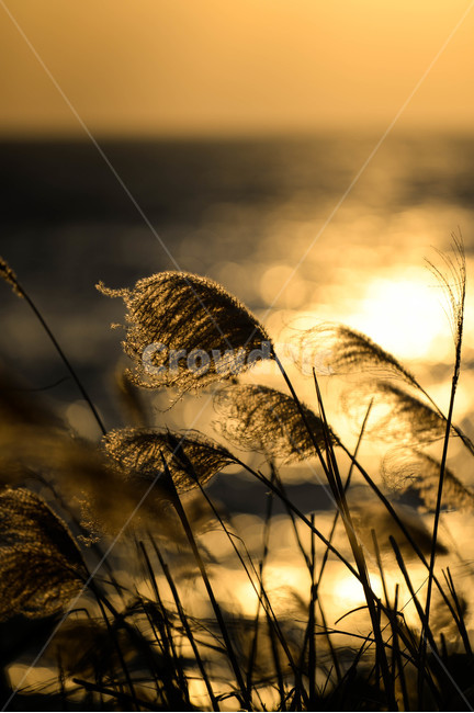일몰,해질녘,노을,억새,바다,감성,가을,계절,fall,autumn,season,식물,자연,plants,nature,grass,잔디,plant,lawn