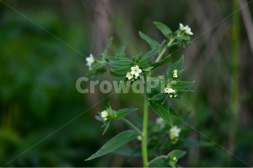 지치,야생화,꽃,식물,자연,생태,플라워,flower,plants,nature,식물,자연,plants,nature,꽃,flower
