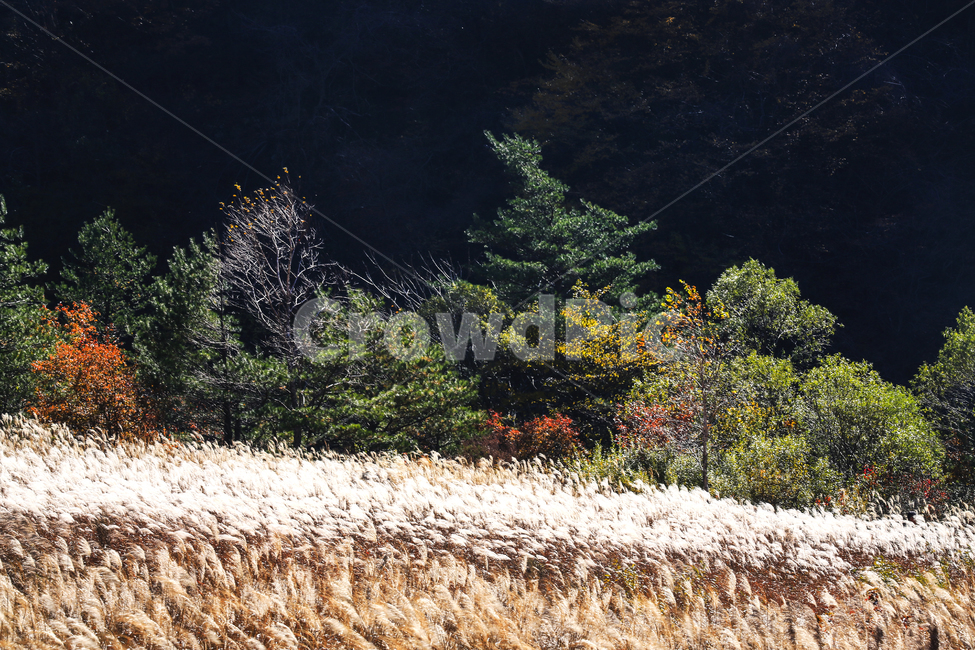 가을,의악새,억새,빛,그리움,가을,계절,fall,autumn,season,grass,잔디,plant,식물,tree,나무,fir,전나무