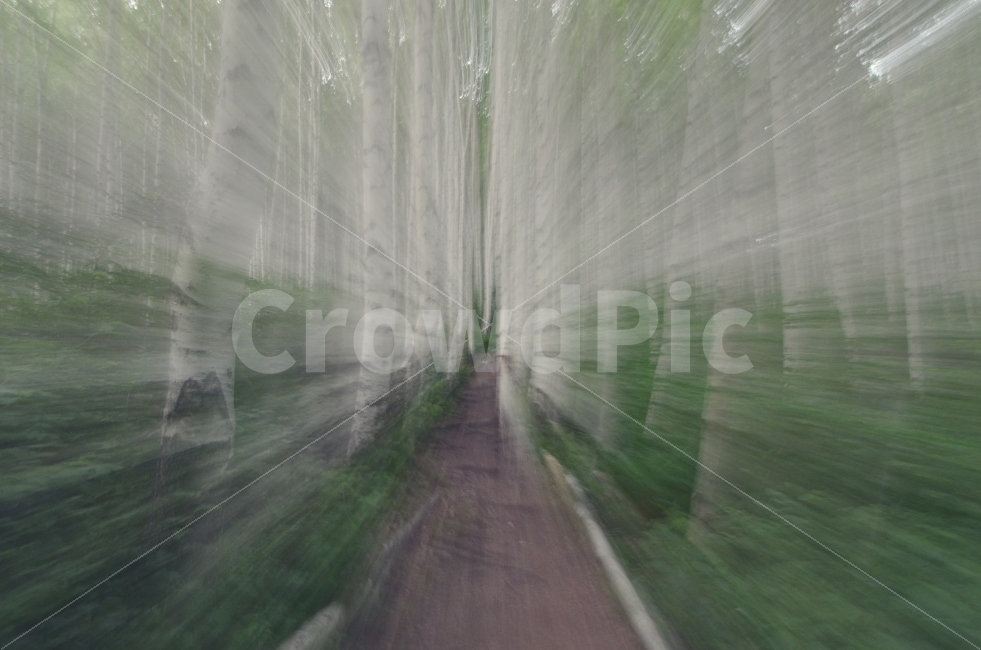 자작나무,인제자작나무숲,주밍샷,장노출,dslr,자연,풍경,nature,landscape,연출,컨셉,콘셉,direction,concept,plant,식물,tree,나무