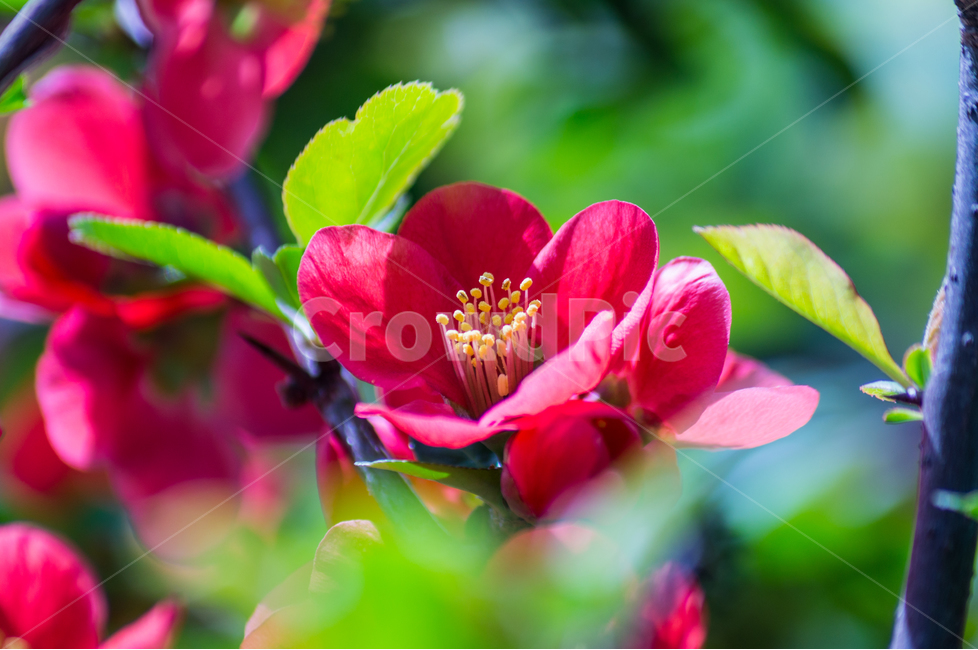 봄,빨간,꽃,spring,flower,red,식물,자연,plants,nature,꽃,flower