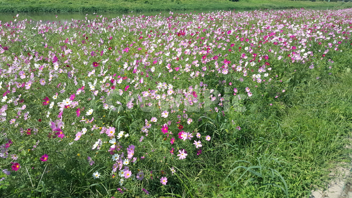 꽃,코스모스꽃,가을꽃,코스모스,꽃밭,식물,자연,plants,nature,꽃,flower