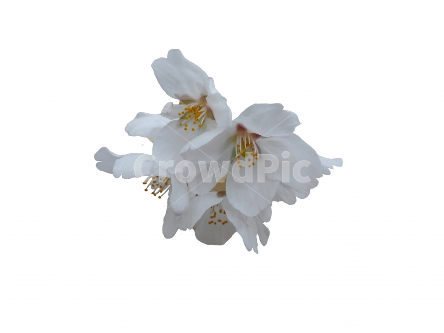 벚꽃,누끼,배경제거,흰꽃,작업,합성,봄,봄,계절,spring,season,식물,자연,plants,nature,꽃,flower,누끼,remove background,plant,blossom