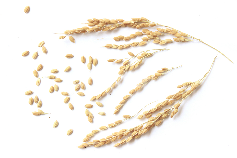 쌀,벼,곡식,곡물,음식,식재료,요리,곡류,rice,cereal,dry,ear,farming,food,gold,grain,harvest,isolated,korea,meal,nutrition,organic,plant,seed,yellow,cook화이트,흰색,하얀색,흰배경,쌀알,알갱이,볍씨,씨,씨앗,열매,쌀알갱이,식물,자연,음식,식재료,요리,food,cook,meal,dishes,food reserves,곡류,곡식,cereals,연출,컨셉,콘셉,direction,concept,누끼,remove background