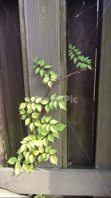 식물,담쟁이넝쿨,넝쿨,plant,벽넝쿨,식물,자연,plants,nature