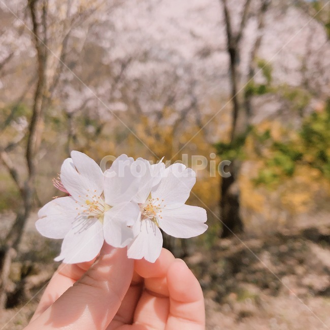 벛꽃,봄,분홍,나무,손