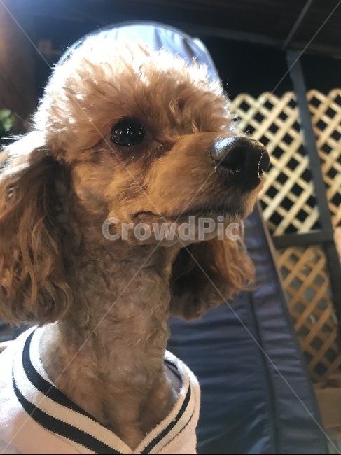 poodle,Puppy pictorial,puppy daily life,small dog,puppy,African Poodle,bowwow,dog model,dog