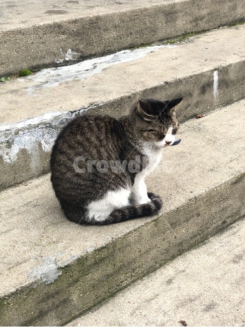 고양이,잠자는고양이,길고양이,cat,길냥이,pet,동물,반려묘,거리,바닥,귀여운,animal,mammal,kitty,kitten,반려동물