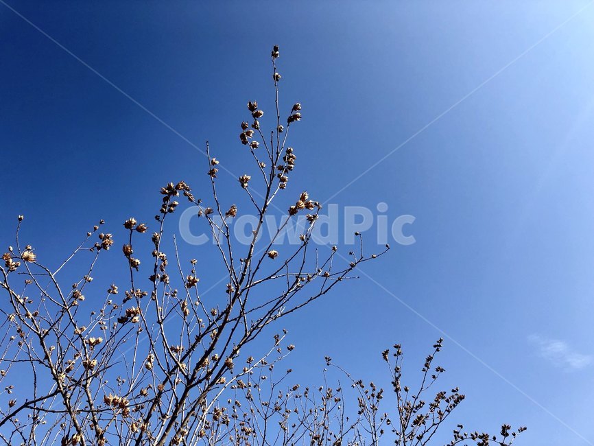 나무,자연,sky,꽃,돌,나뭇가지,하늘,flare,플레어,light,빛
