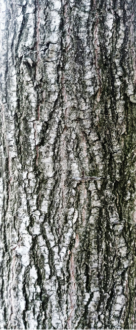 나무,질감,wood,tree,촉감,식물,자연,plants,nature,나무,trees,wood