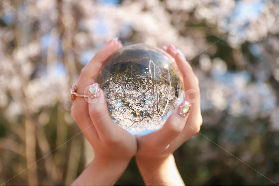 봄,구슬,유리구슬,크리스탈볼,나무,벚꽃,반전,손,hand,spring,tree,blossom,cherryblossom,감성