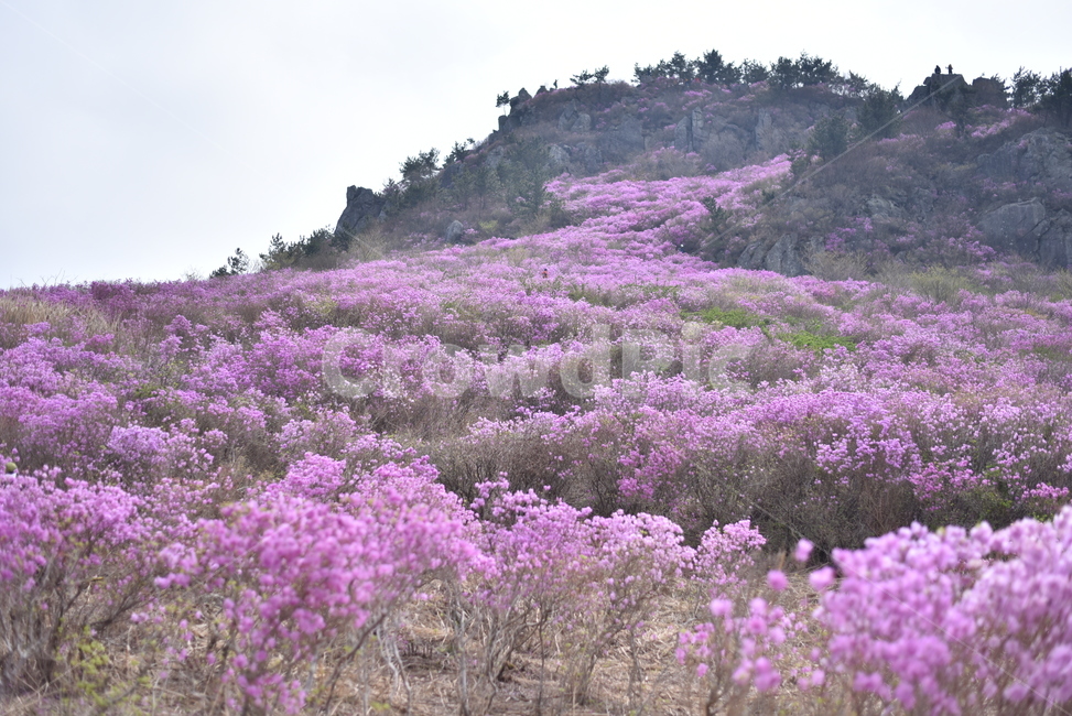 진달래,진달래꽃,대금산,거제,꽃밭,분홍색,산,mountain,geoje,거제시,자연,풍경,nature,landscape,식물,plants,꽃,flower,plant