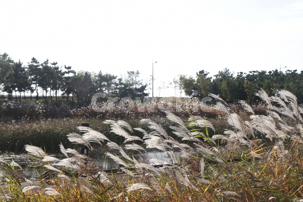 갈대,식물,가을,감성사진,호수,꽃,억새,가을,계절,fall,autumn,season,자연,풍경,nature,landscape,grass,잔디,plant,lawn,reed