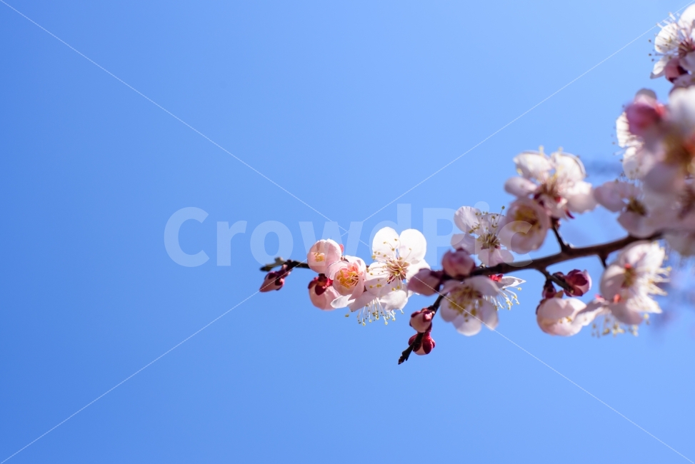 pink,flowering,spring,season,plum blossom,event,sky,nature,full bloom,flower,outdoor,blue,Image without people,background,plant