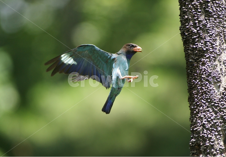파랑새,철새,육추,비행,조류,동물,animal,조류,새,birds