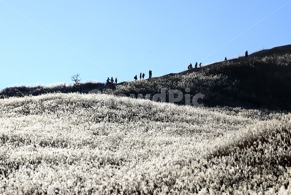 가을,억새,엇새밭,등산,황매산,autumn,reed,가을,계절,fall,autumn,season,자연,풍경,nature,landscape,slope,경사