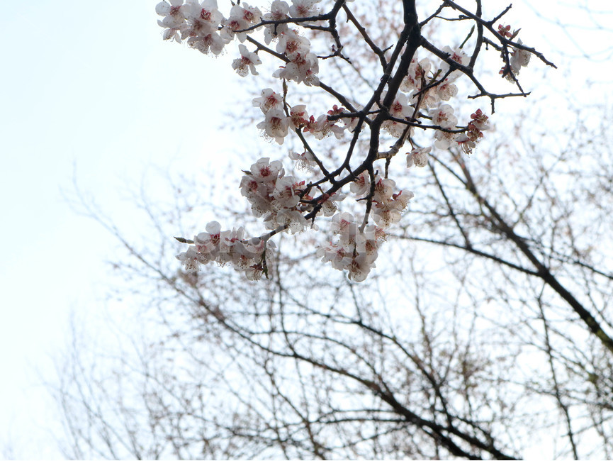 매화,꽃,봄,flower,plum,나무,spring