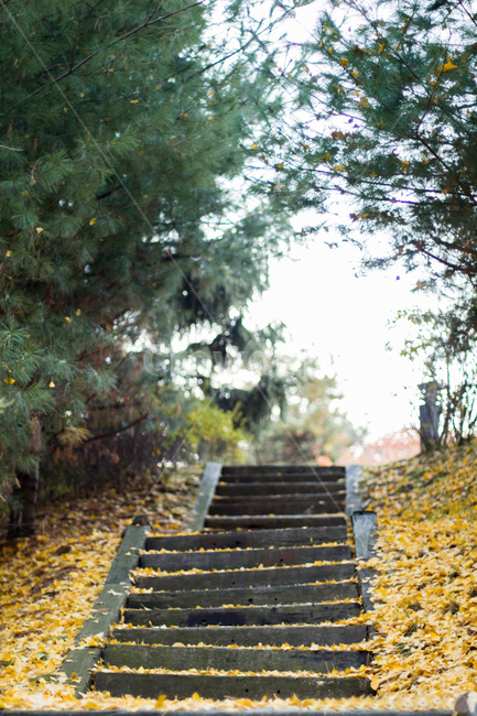낙엽,은행잎,계단,가을,계단길,낙엽길,가을,계절,fall,autumn,season,자연,풍경,nature,landscape,banister,난간,handrail,staircase