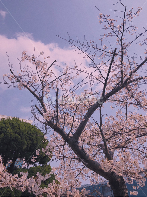 벚꽃,봄,꽃,분홍,자연,하늘,식물,pink,spring,flower,나무,봄,계절,spring,season,자연,풍경,nature,landscape,plant,blossom,cherry blossom