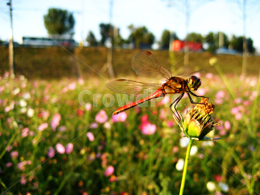 잠자리,가을,곤충,fall,bug,autumn,dragonfly,동물,animal,곤충,벌레,insect,bug