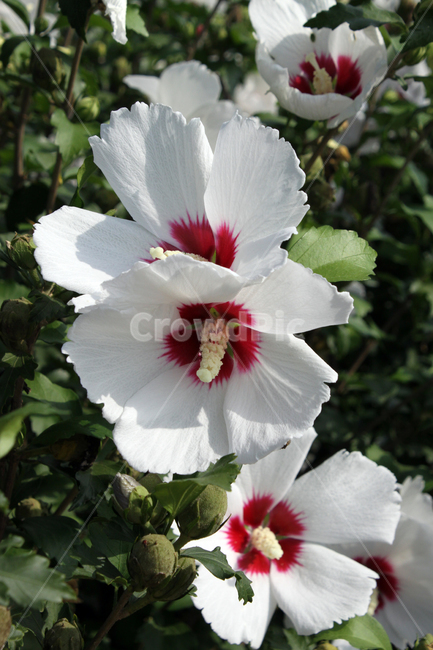 무궁화,무궁화꽃,한국,대한민국,한국국화,roseofsharon,샤론의장미,하얀무궁화,하얀꽃,식물,자연,plants,nature,꽃,flower