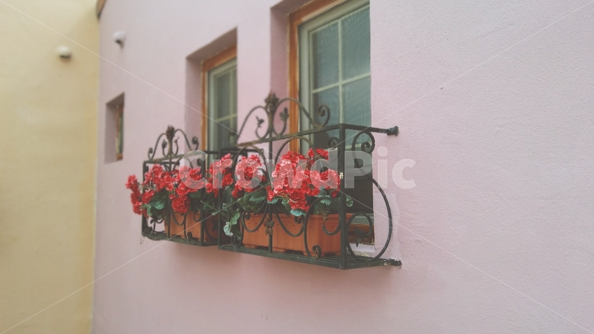 꽃,화분,식물,붉은색,창문,flower,plant,건축물,건물외관,exterior,building,structure,architecture,construction