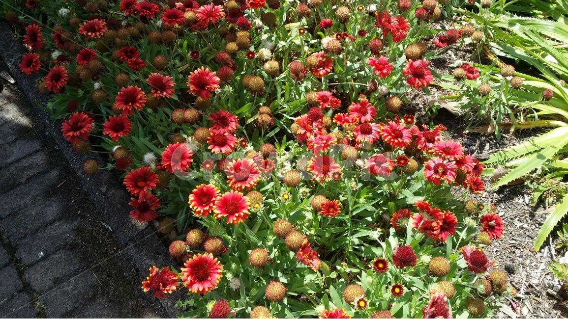빨강색꽃,정원,뉴질랜드,해밀턴,여름,폭염,더위,식물,자연,plants,nature,꽃,flower