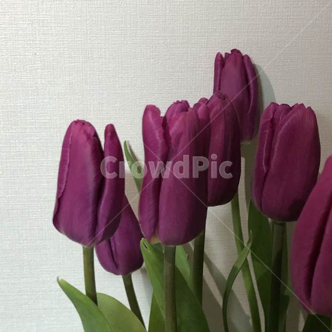 plant,식물,flower,꽃,blossom,튤립,tulip,보라색,식물,자연,plants,nature,꽃,flower