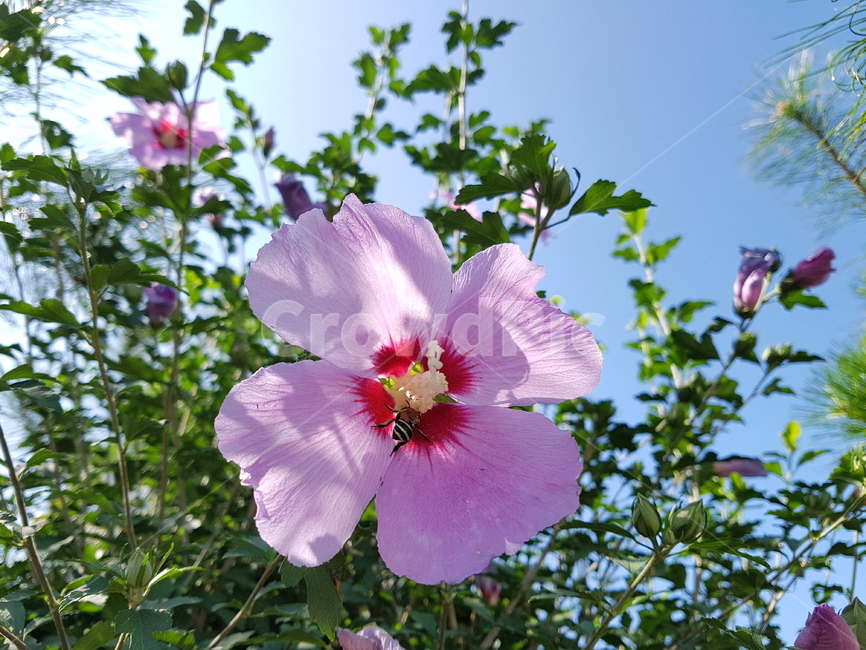 무궁화,꽃,한국,식물,자연,plants,nature,flower,벌,현충일,시골,동양,꽃사진,자연사진,식물,자연,plants,nature,꽃,flower