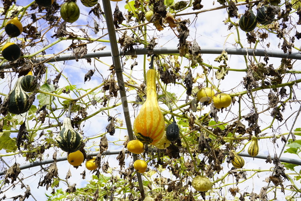 박,식물,노란색,덩굴,하늘,plants,gourd,식물,자연,plants,nature,과일,열매,fruit