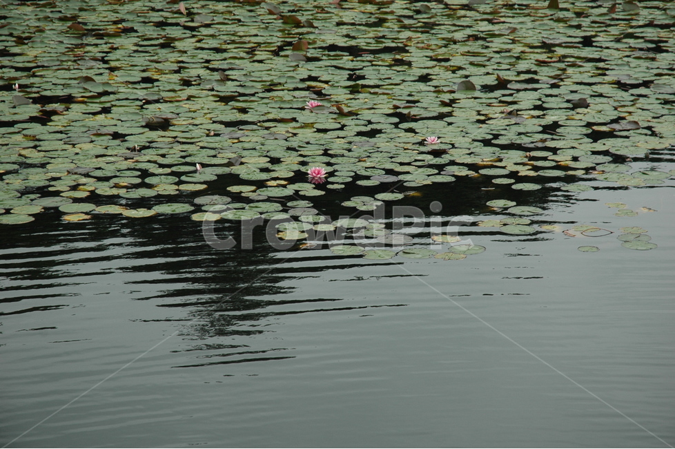 수련,waterlily,수련꽃,연꽃,꽃,식물,자연,plants,nature,꽃,flower